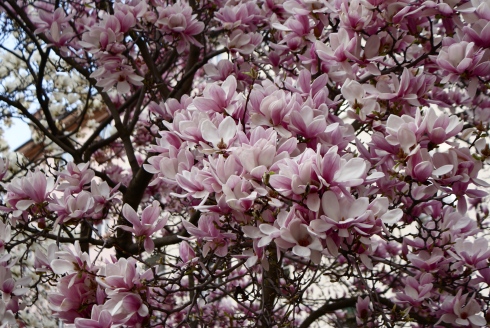 lazy lisa spring magnolias place des celestins lyon