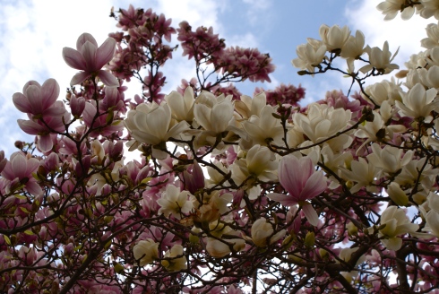 lazy lisa spring magnolias place des celestins lyon