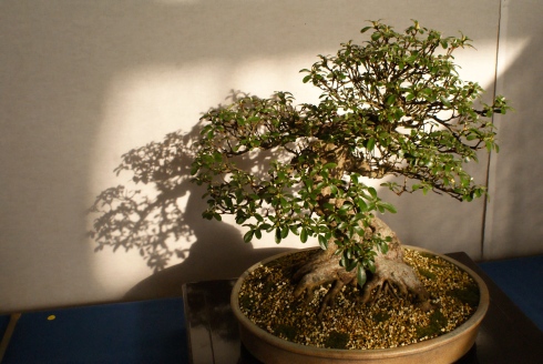 lazy lisa spring bonsai parc tête d'or lyon