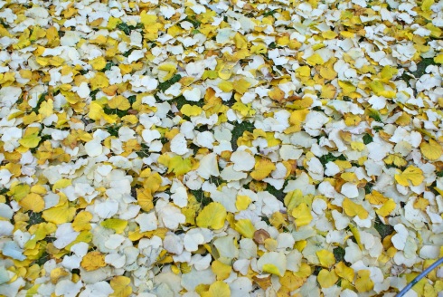 leaves-photo(c)lazylisa